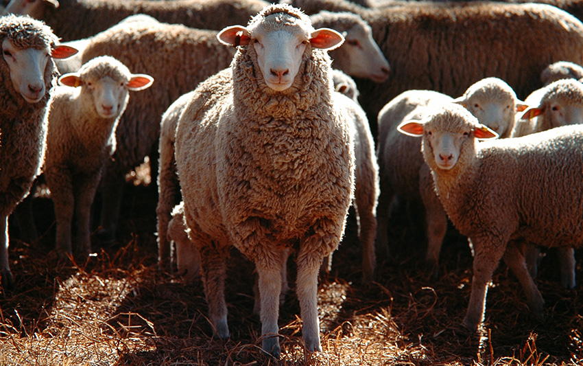 Переориентация овцеводства с производства шерсти на мясо